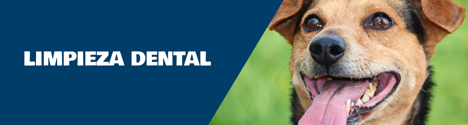 Clinica veterinaria
